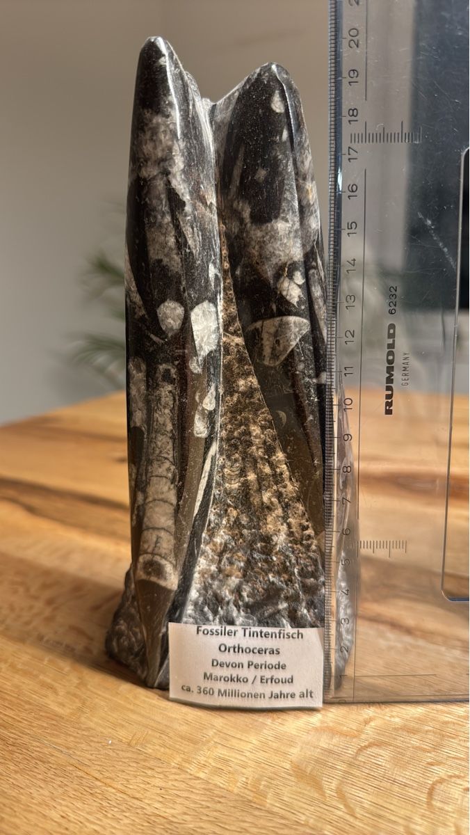 Fossili: Fossiler Tintenfisch Orthoceras aus Marokko, Devon Periode – Usato da Windisch venduto da Zeta2018