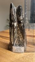 Fossiler Tintenfisch Orthoceras aus Marokko, Devon Periode