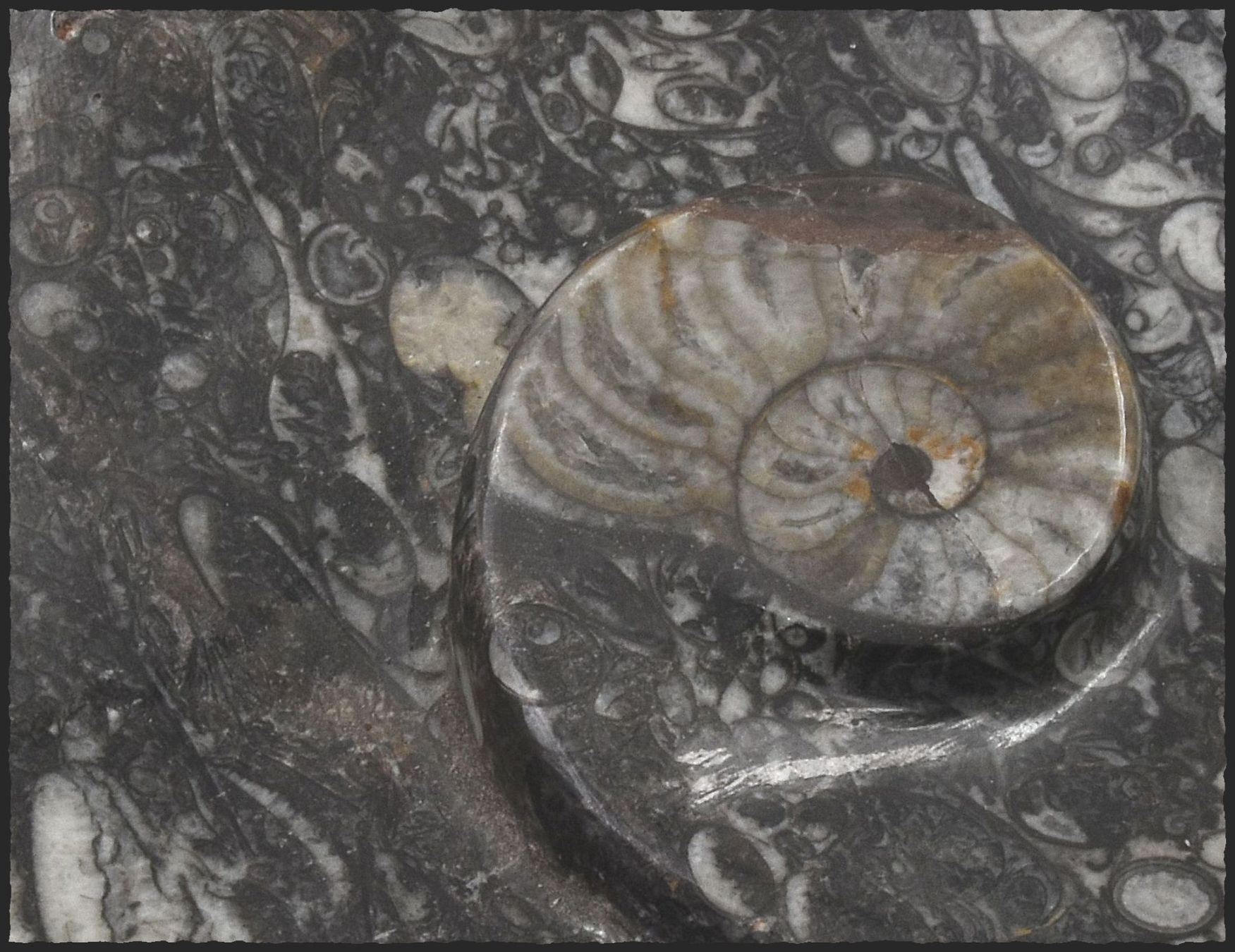 Fossili: Orthocera Fossil Schlüsselschale oder Schmuckschale – Nuovo e nell'imballaggio originale da Oberglatt ZH venduto da Goldfee1 2