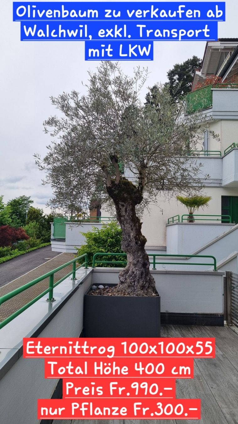 Plantes & graines: Olivenbaum mit oder ohne Eternittrog – D'occasion à Oberarth par salome09
