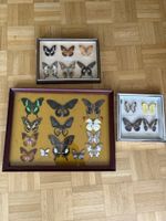 Schmetterlingssammlung im Rahmen gut erhalten