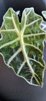 🤩Alocasia Polly Aurea Rhizom 