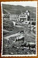 Rochers de Naye - Vaches devant la gare 1951