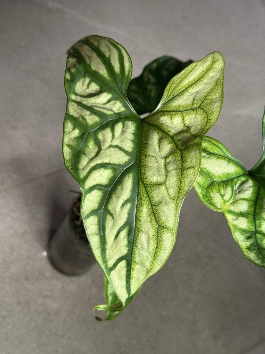 Pflanzen & Samen: Cerestis mirabilis variegata – Gebraucht aus Bachenbülach von csp_6rns 4