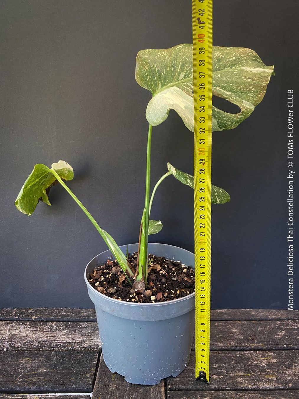 Piante & sementi: Monstera Deliciosa Thai Constellation - grossblättrig – Nuovo e nell'imballaggio originale da Adliswil venduto da astom369 8