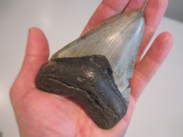 StarRecordsGmbH: Megalodon-Zahn / 10,9 cm / mit Zertifikat