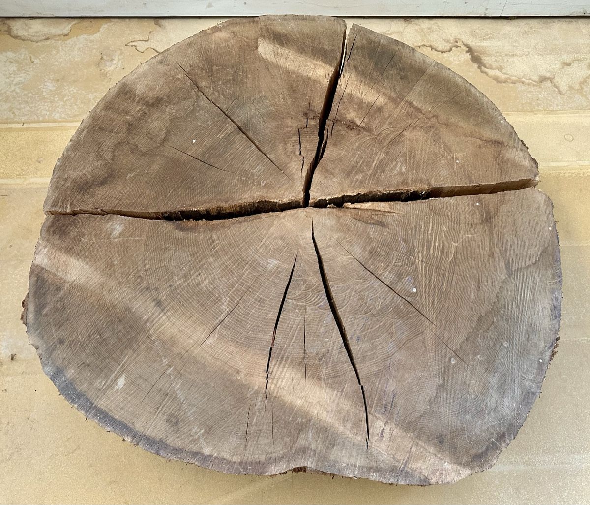 Articoli in legno: Eichenscheibe, Baumscheibe, Massivholz, Eiche, Couchtisch – Nuovo (secondo la descrizione) da Meggen venduto da deanstreet 1