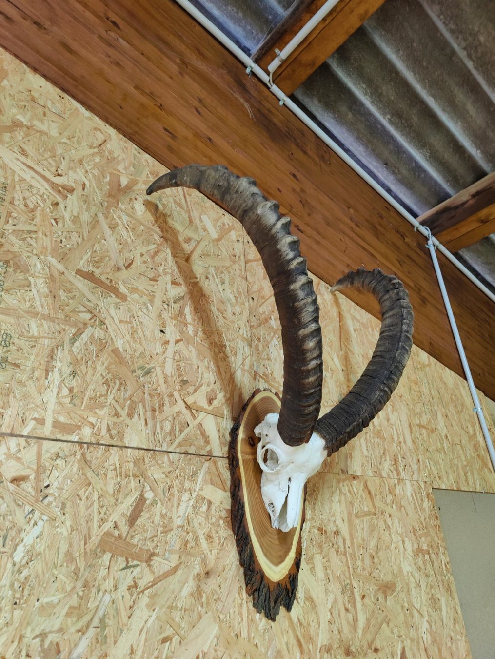 Sonstiges zum Sammeln & Seltenes: Steinbock Trophäe – Gebraucht aus Kaltbrunn von Reimin85 5