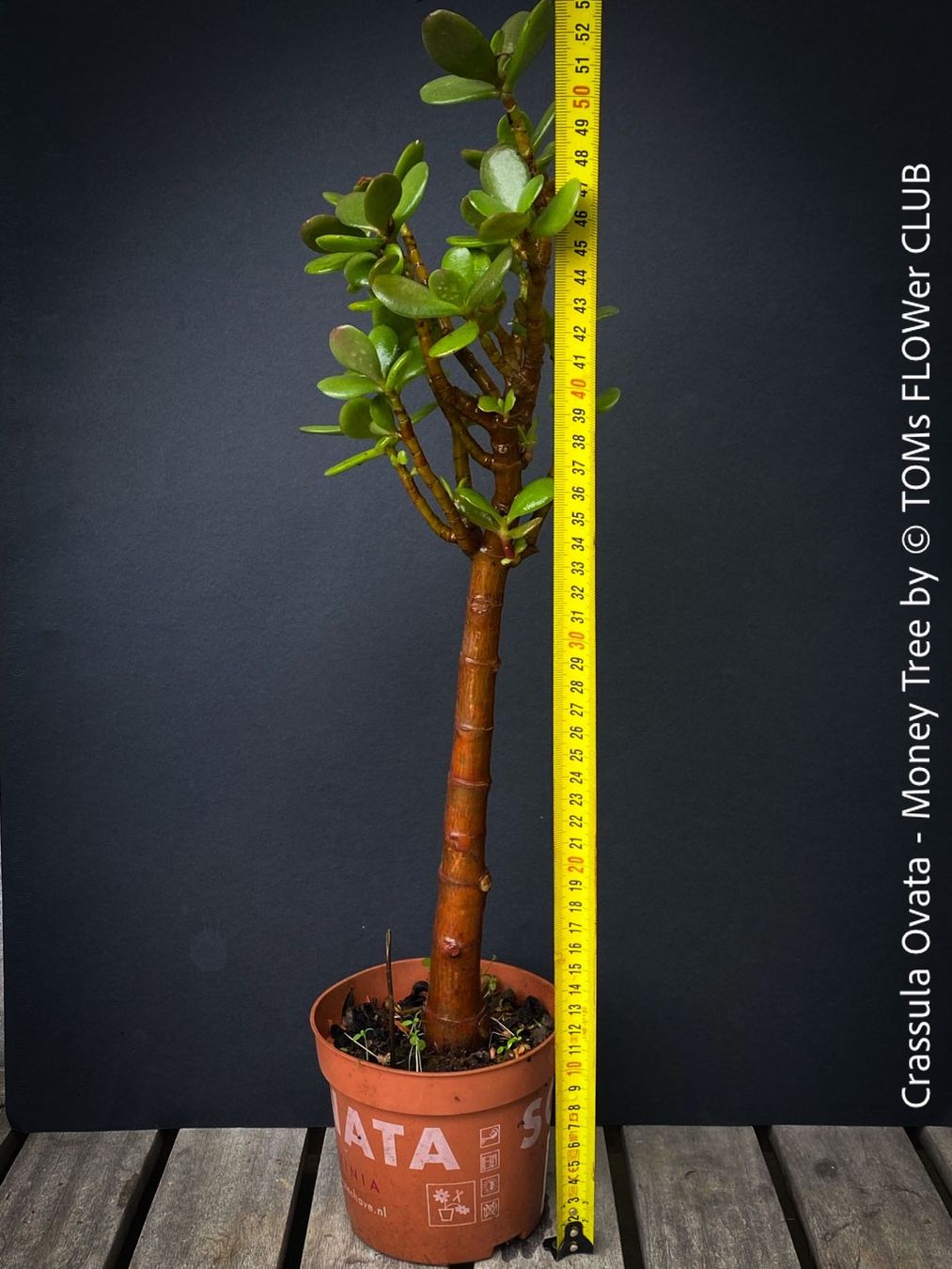 Piante & sementi: Crassula Ovata - Geldbaum rund 50cm - 8J Bäumchen – Nuovo e nell'imballaggio originale da Adliswil venduto da asTOMas963 2
