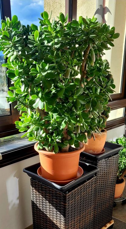 Crassula ovata (Geldbaum) Kaufen auf Ricardo