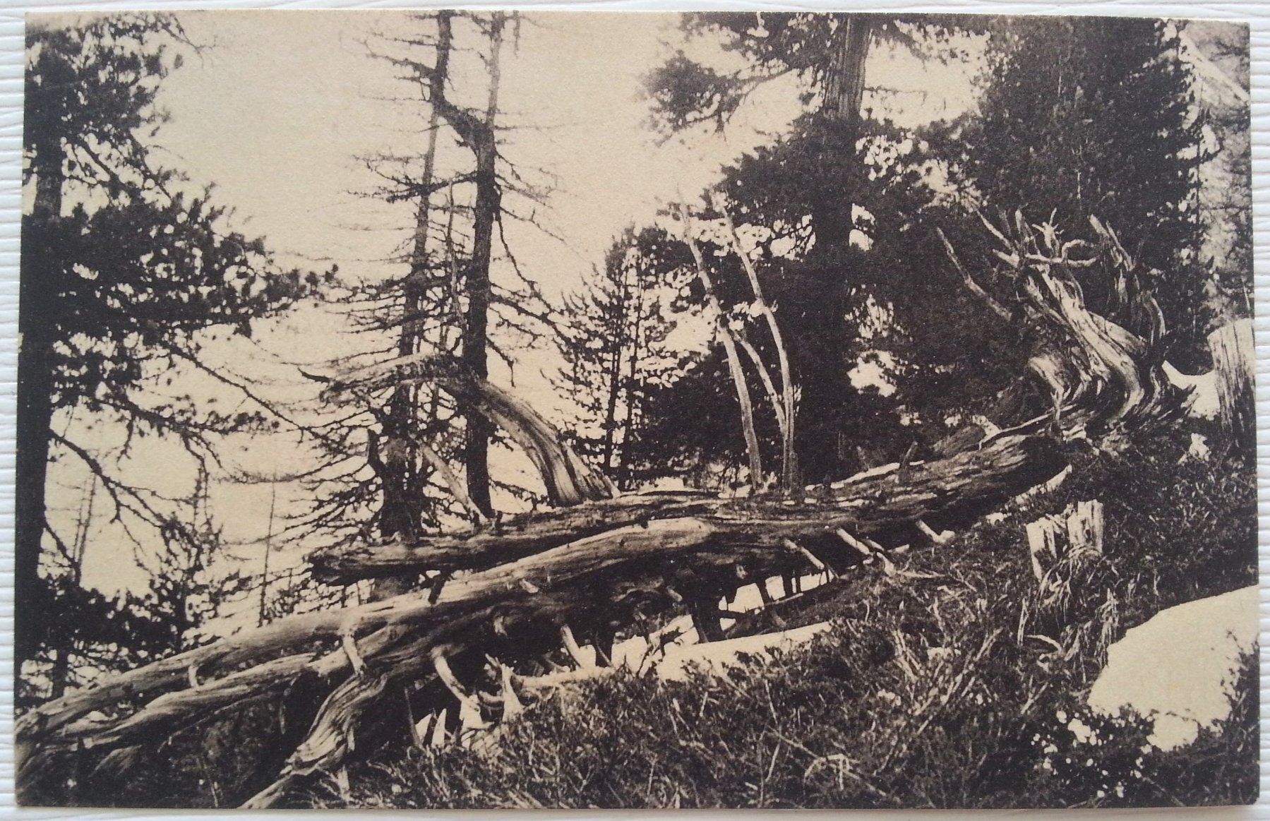 Cartoline postali: AK 5x Schweizerischer Nationalpark, um 1920 – Usato da Oberriet SG venduto da Manick 5