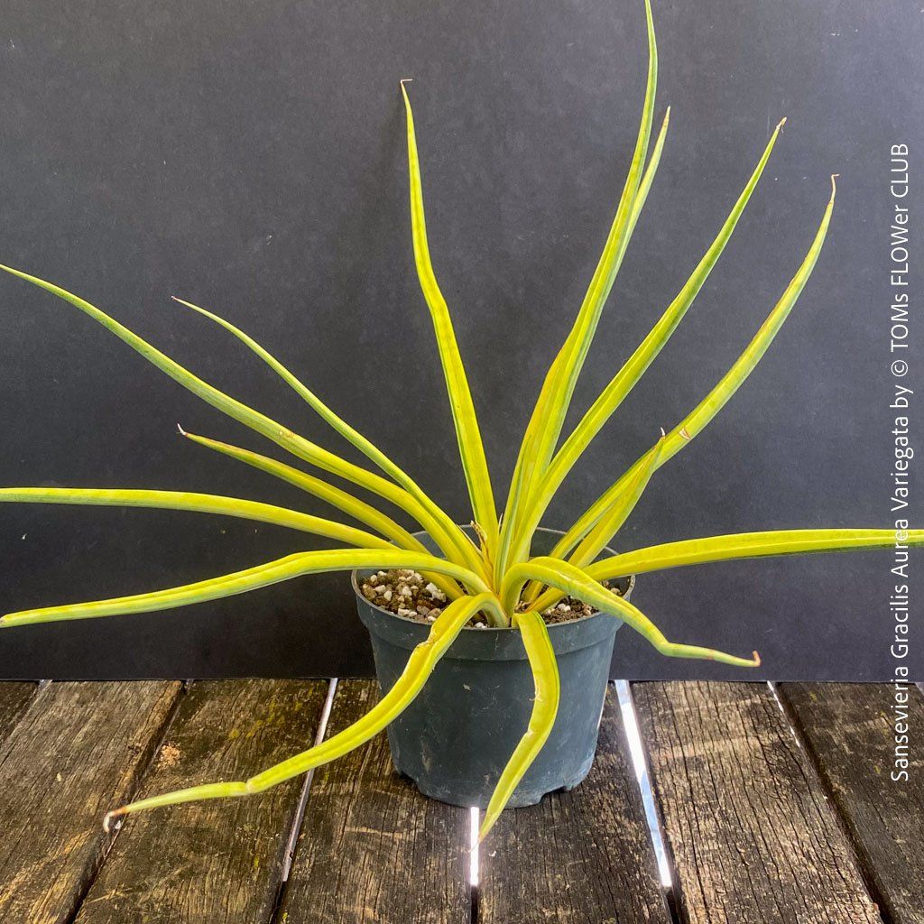 Piante & sementi: Sansevieria Gracilis Aurea Variegata - einzigartig goldig – Nuovo e nell'imballaggio originale da Adliswil venduto da asTOMas963 2