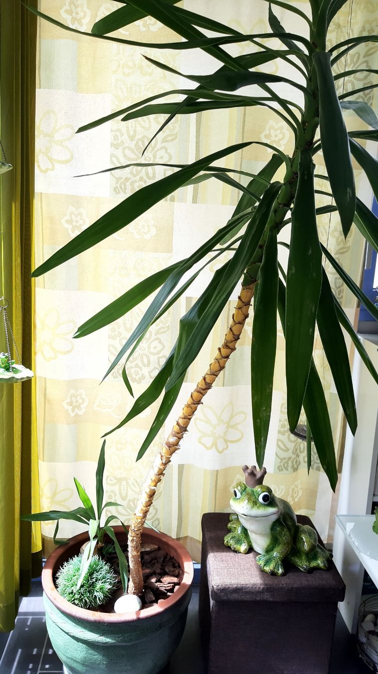 Pflanzen & Samen: PALME + Topf! Höhe 2.30m – Neu (gemäss Beschreibung) aus Kirchberg BE von CZ09