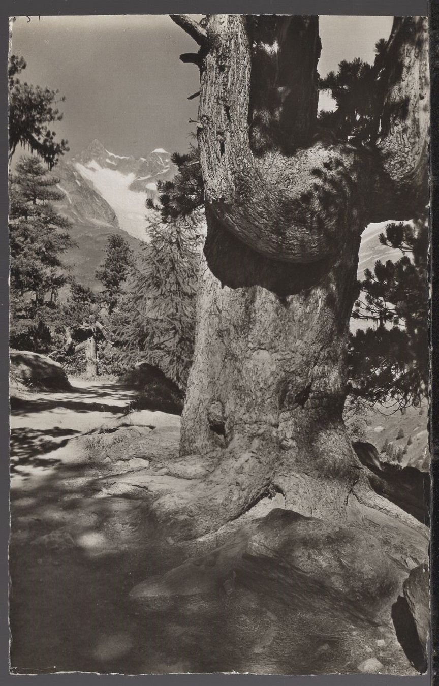 Cartoline postali: Zermatt,  Riffealp, Obergabelhorn – Usato da Aarau venduto da kufi44