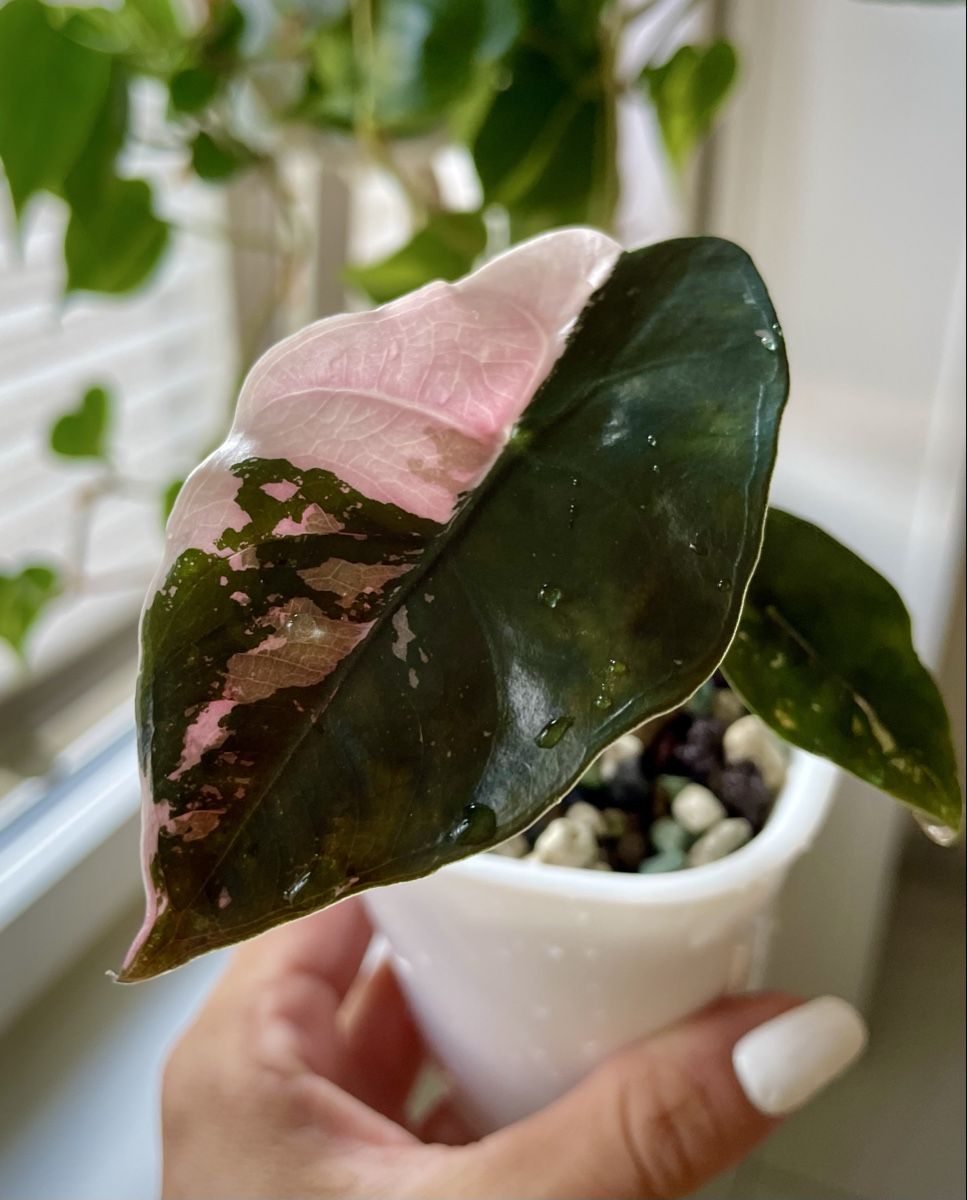 Piante & sementi: Alocasia Chantrieri Pink – Nuovo (secondo la descrizione) da Watt venduto da anics.plants