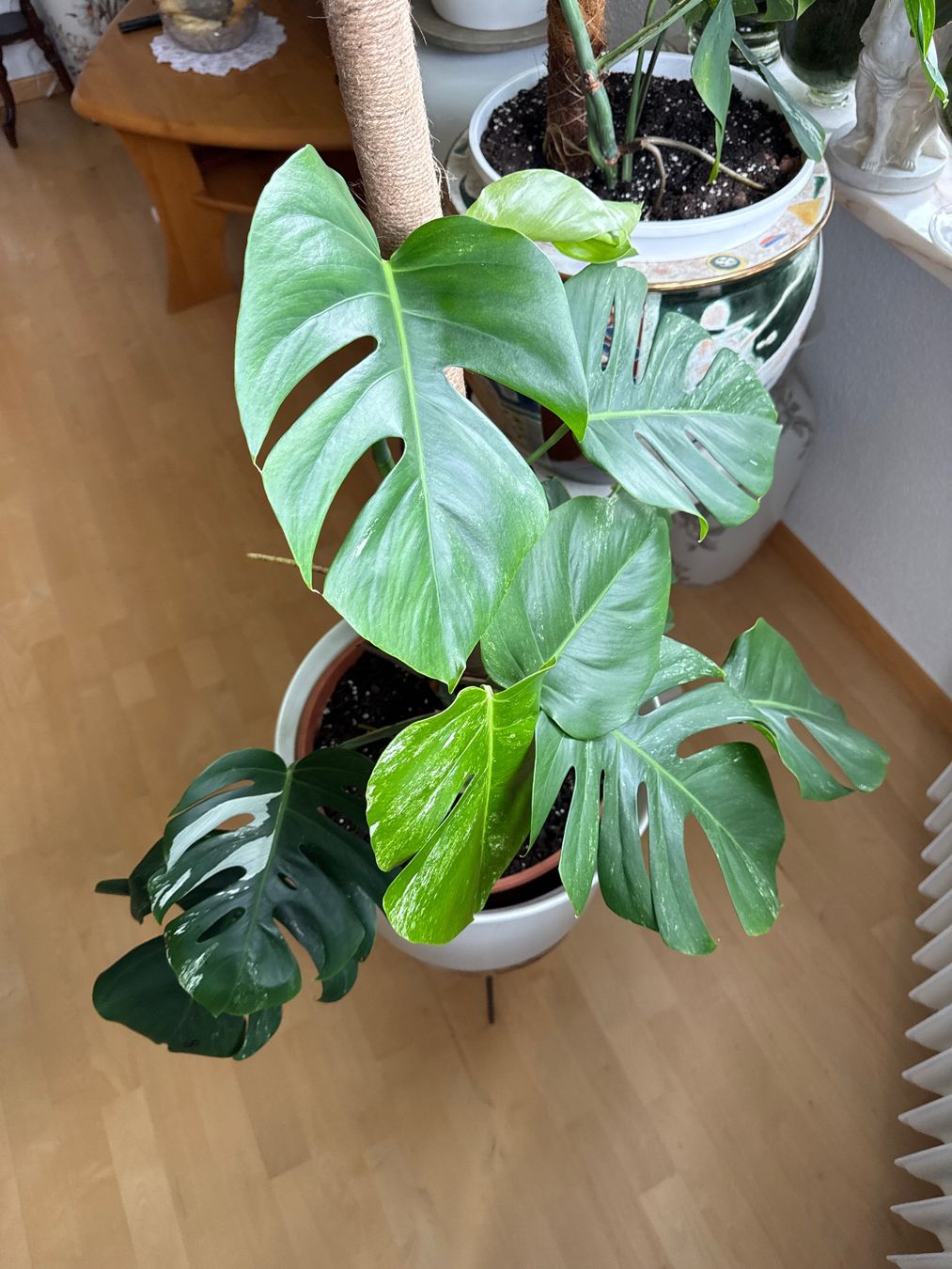Piante & sementi: Monstera Pflanze – Usato da Zug venduto da sir_pk
