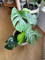 Monstera Pflanze