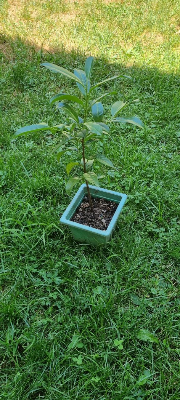 Plantes & graines: Lorbeerbaum junger Baum im Topf gute Pflege – D'occasion à egliswil par Maggy6
