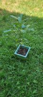 Lorbeerbaum junger Baum im Topf gute Pflege