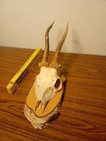 Rehschädel auf Holzsockel, Trophäe, Wanddekoration Jagd