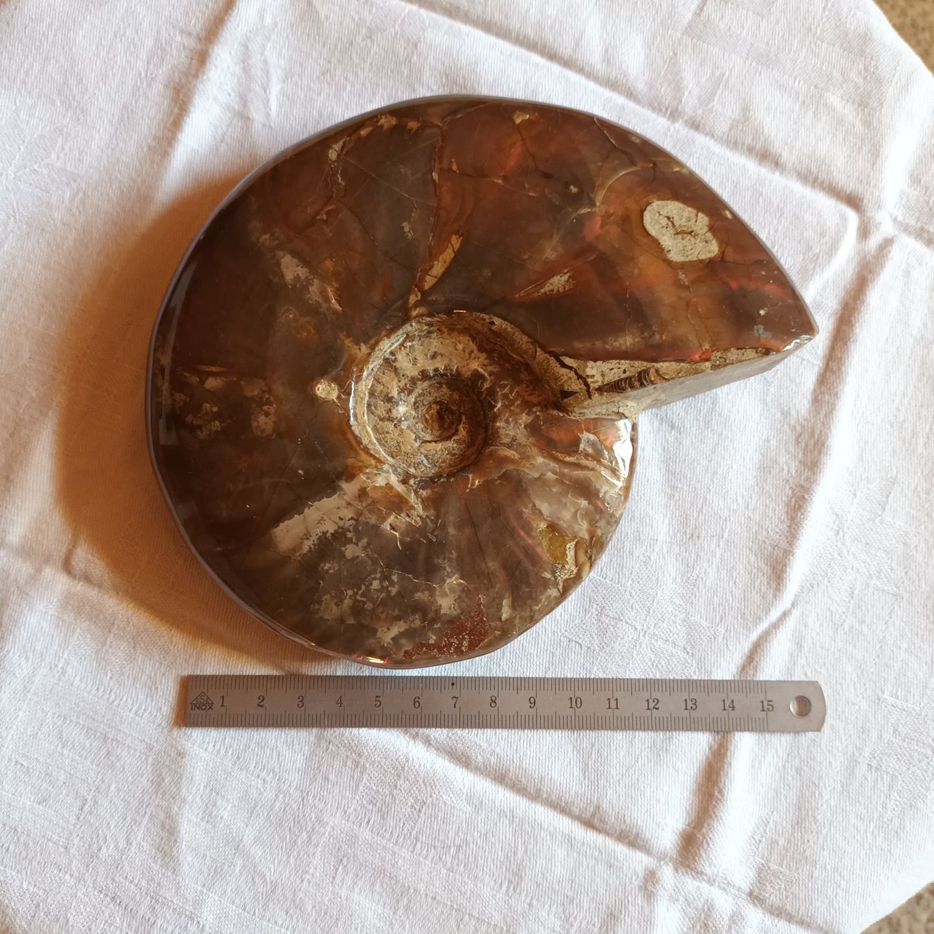 Fossili: Ammonit Fossil – Usato da Bäretswil venduto da ricoric 3