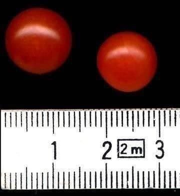 Pflanzen & Samen: TOMATE PETIT POIS  JAUNE ET ROUGE  20g – Neu (gemäss Beschreibung) aus Bremblens von FIBONACCI369 2