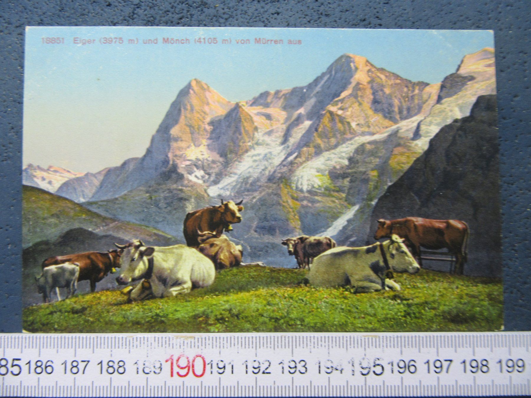 Cartoline postali: MÜRREN KUHERDE EIGER MÖNCH BEO AK – Usato da Ettingen venduto da Hausi4711
