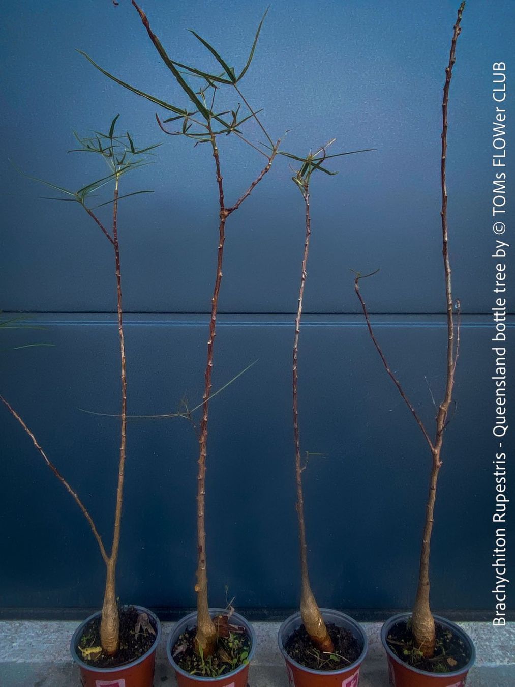 Piante & sementi: Brachychiton Rupestris - der australische Flaschenbaum – Nuovo e nell'imballaggio originale da Adliswil venduto da astom369 2