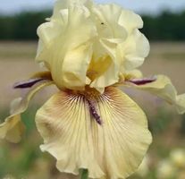 Iris 1 bulbe Orchidarium