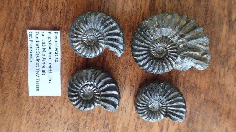 Fossili: 4 Pyrit Ammoniten Frankreich – Usato da Rickenbach BL venduto da Oktober68 1