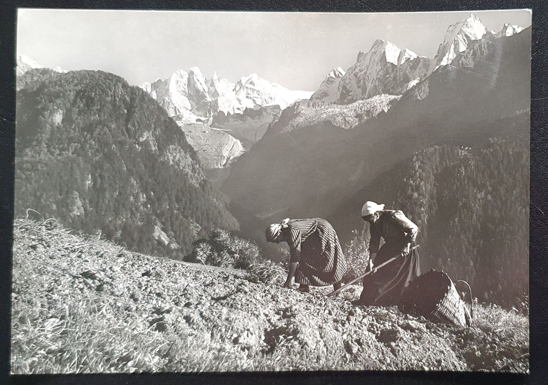 Cartoline postali: Kartoffelernte bei Soglio – Usato da Kreuzlingen venduto da Rschweiz1