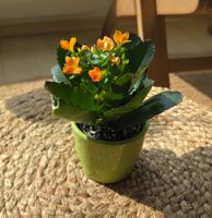 Kalanchoe blossfeldiana (ca. 14cm) mit Übertopf