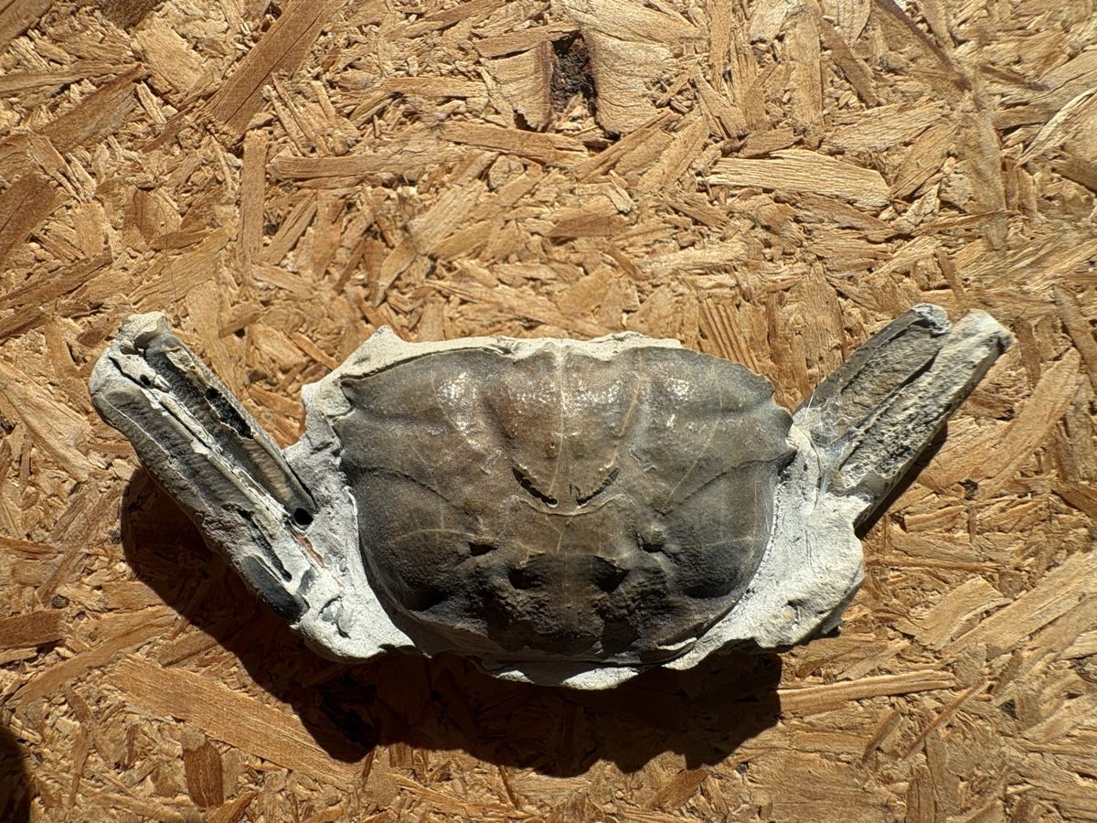 Fossili: Diverse fossile Krebse – Usato da Biel/Bienne venduto da nimmes 2