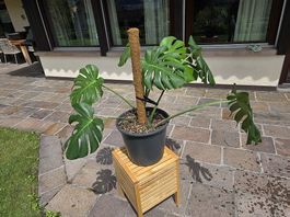 Monstera Deliciosa