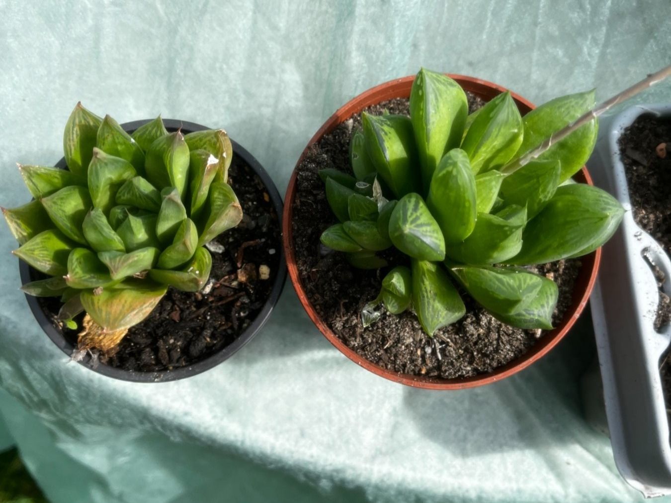 Piante & sementi: Haworthia cymbiformis – Nuovo (secondo la descrizione) da Vinelz venduto da Wellensittich55 3