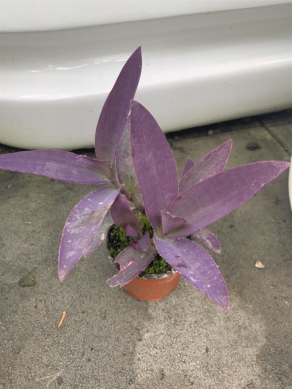 Piante & sementi: Mexikanische Dreimasterblume! – Nuovo (secondo la descrizione) da Steffisburg venduto da Petroselium 1