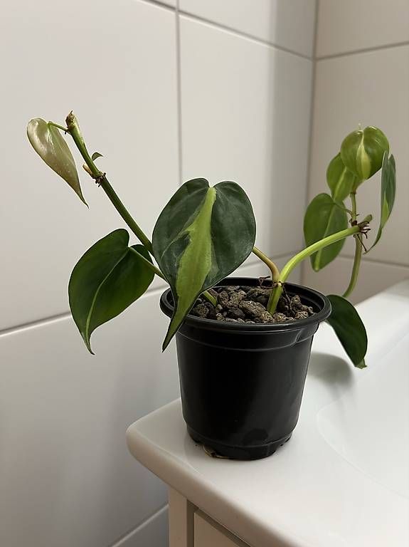 Piante & sementi: Philodendron scandens Brasil – Usato da Sargans venduto da -VS- 2