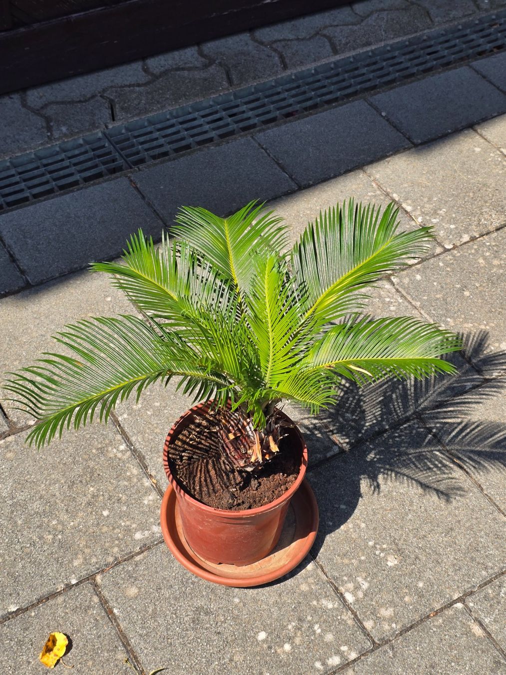 Piante & sementi: Kleine Sago Palm Pflanze – Usato da Aarburg venduto da popkorn65 4