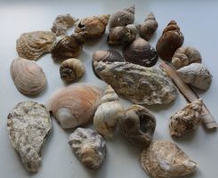 Muscheln und Schneckenhäuser aus dem Meer - Sommer Deko