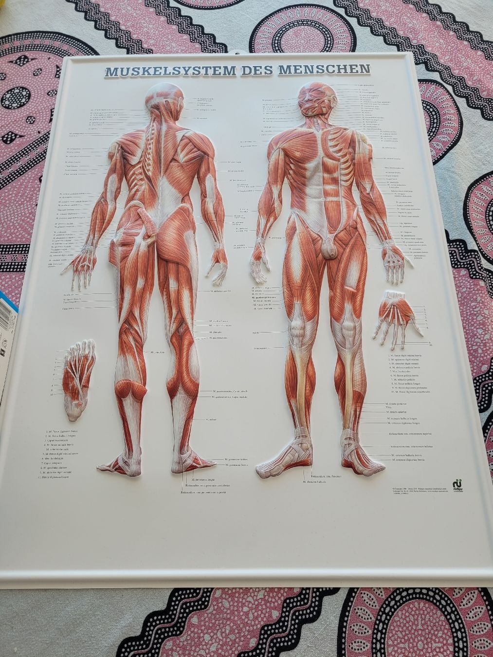 Posters & Illustrations: 3D Bild Muskelsystem des Menschen – D'occasion à Wetzikon ZH par Miko98