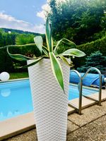3x Agave Americana ‘Marginata’ im modernen weissen Topf