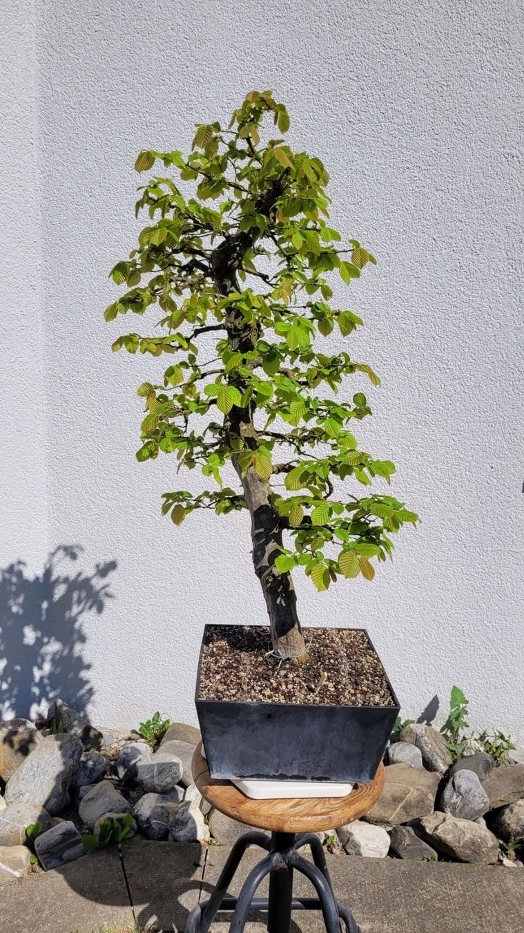 Piante & sementi: Hainbuche (Pre) Bonsai – Nuovo (secondo la descrizione) da Fehraltorf venduto da 100_Konzert 2