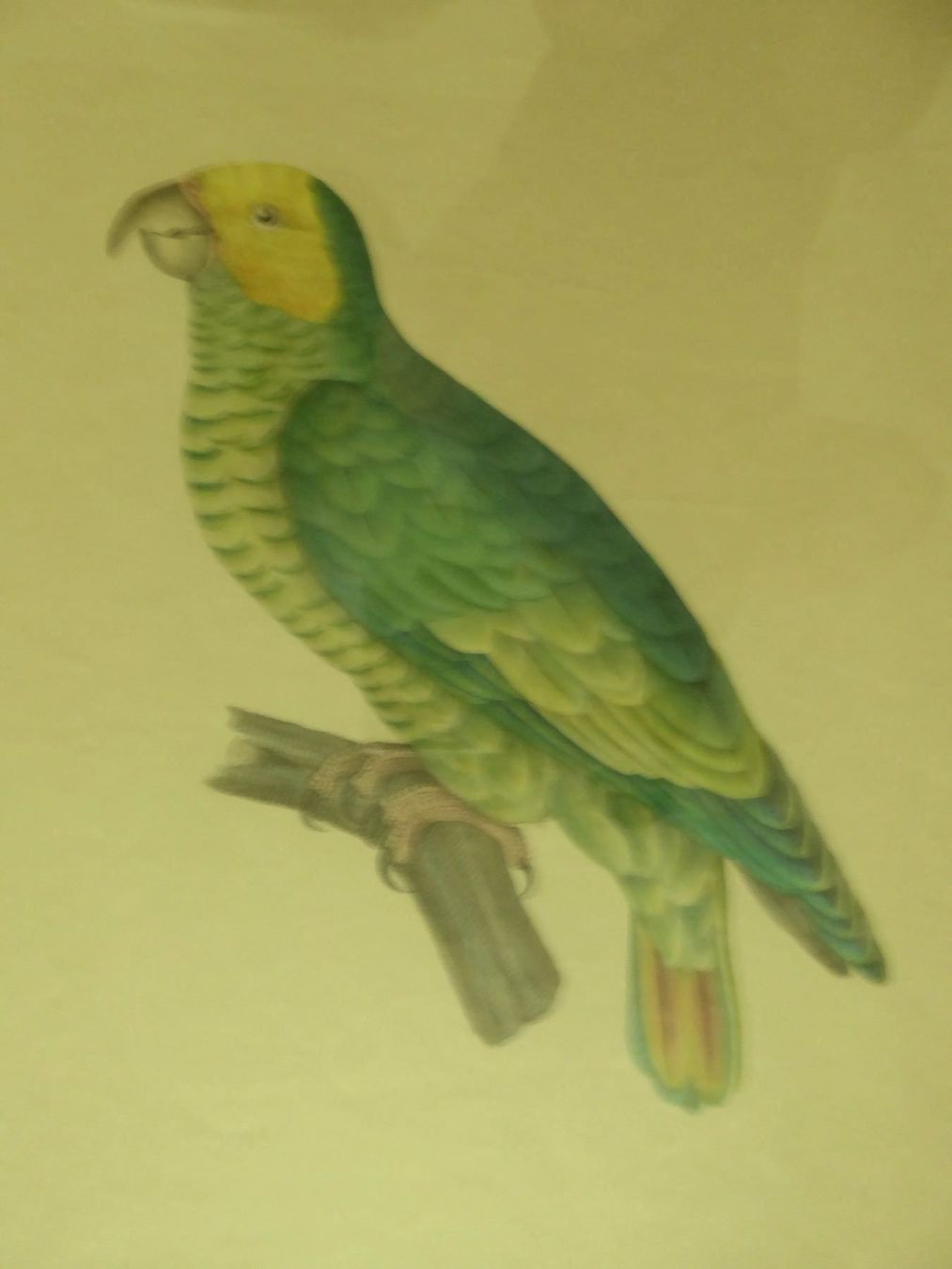 Grafiken & Lithographien: 2 Lithograpie 1842  R. Lapebier – Gebraucht aus Zürich von Chaeffeler 4