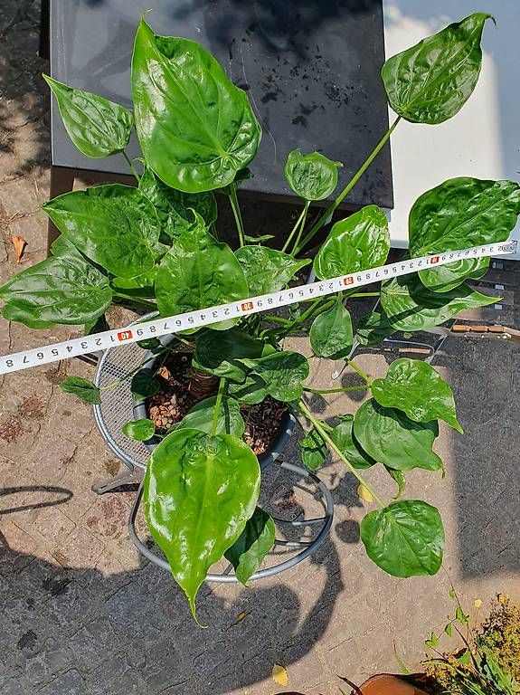 Pflanzen & Samen: Alocasia  – Gebraucht aus Olten von stritten 2