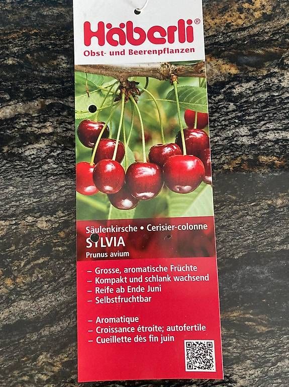 Piante & sementi: Säulenobstbaum Säulenkirsche Sylvia – Usato da Berg TG venduto da dar_9rc5 1