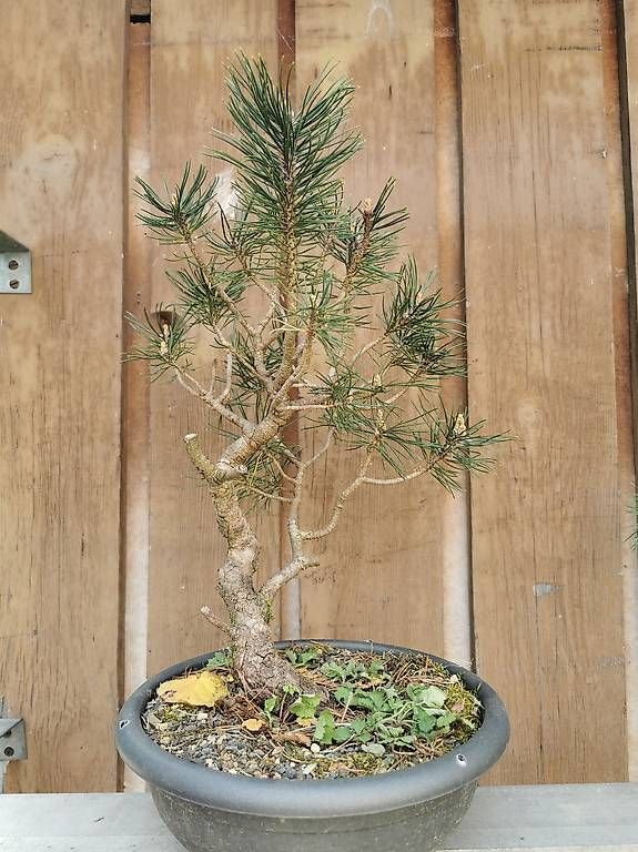 Piante & sementi: Bonsai Yamadori – Usato da Däniken SO venduto da Shark770 1