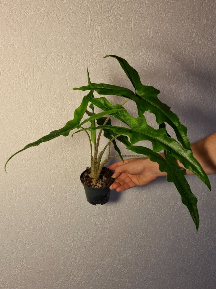Piante & sementi: Alocasia Sabrina – Usato da Hausen AG venduto da Pflaenzlioase