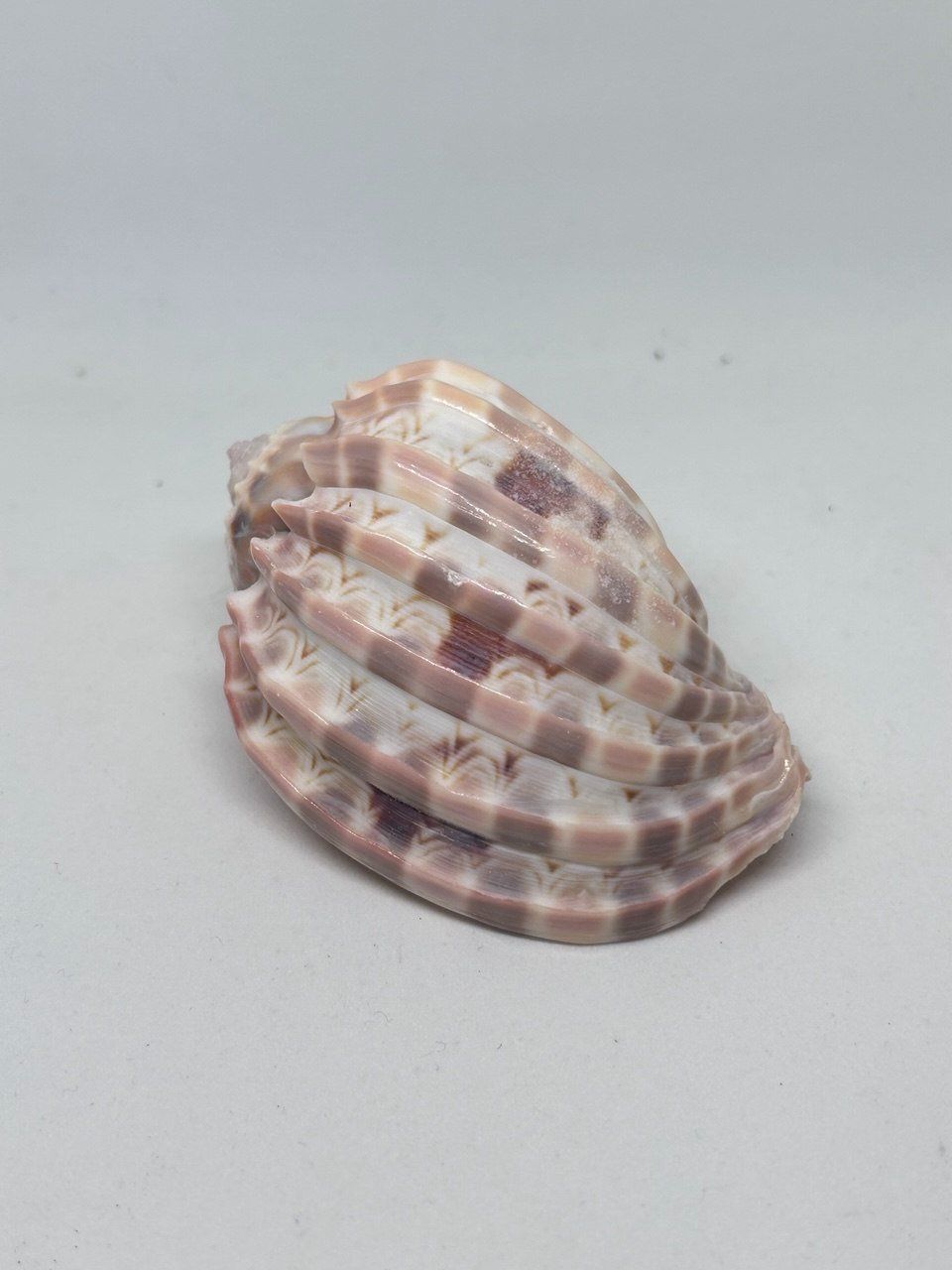 Fossili: Conchiglia Harpa Davidis 7 cm circa – Usato da Giubiasco venduto da LorisVale 2