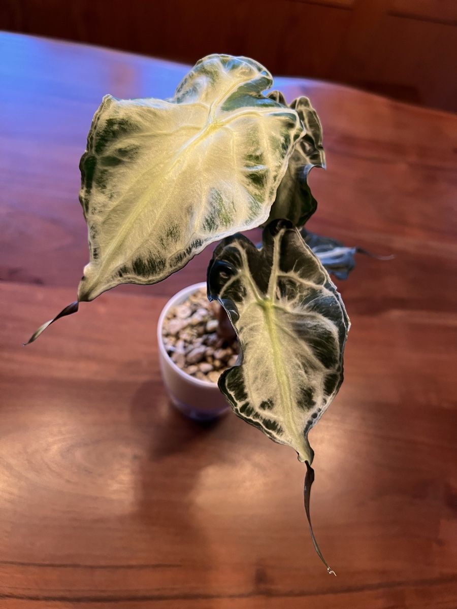 Piante & sementi: Alocasia Venom – Usato da Sternenberg venduto da Coocoo