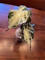 Alocasia Venom